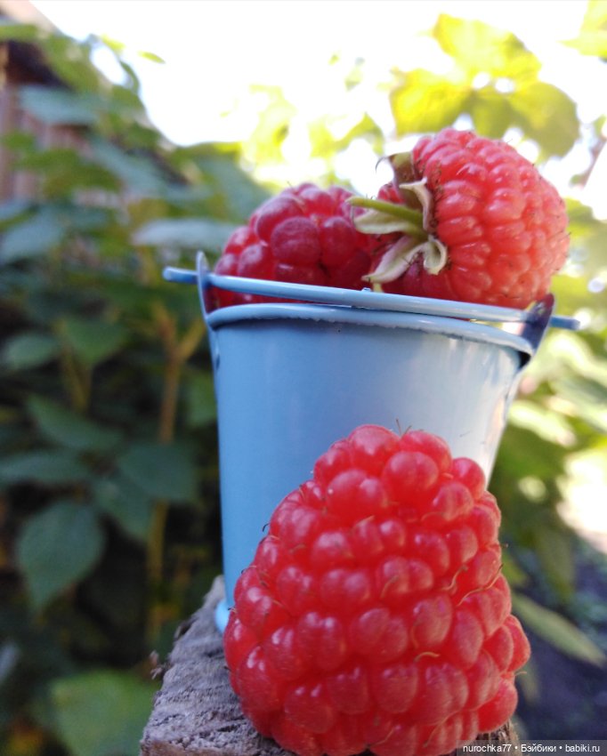 Про Нафочку. Змейка, зайчики, морковь