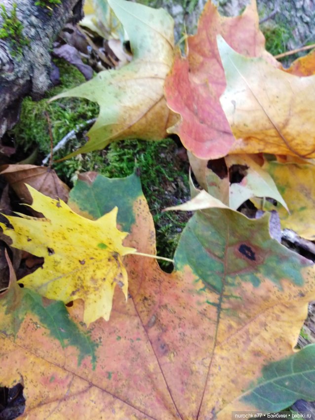 Про Нафочку. Нафочка в осеннем лесу