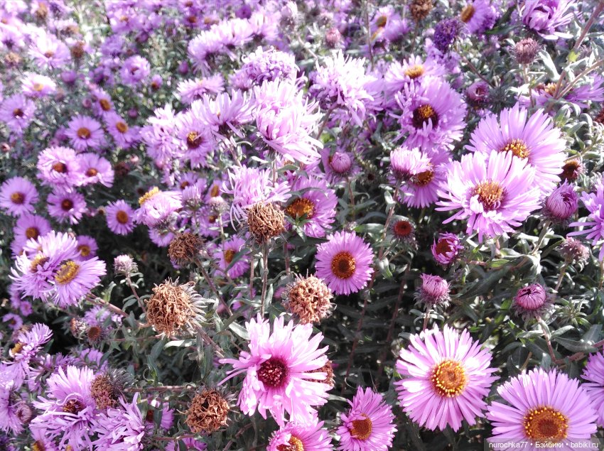 Про Нафочку. Змейка, зайчики, морковь (фото 8)