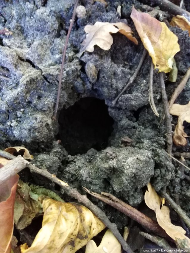 Про Нафочку. Змейка, зайчики, морковь