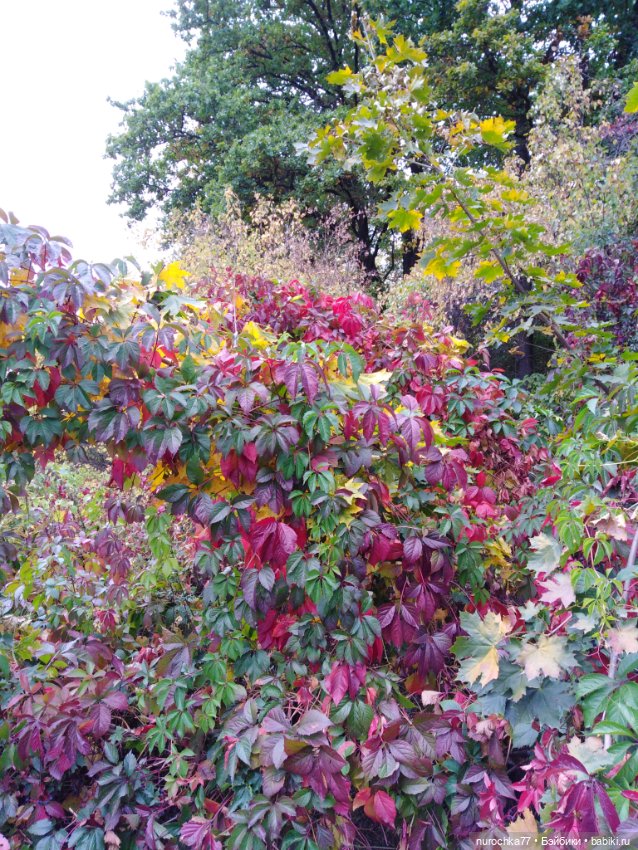 Про Нафочку. Нафочка в осеннем лесу