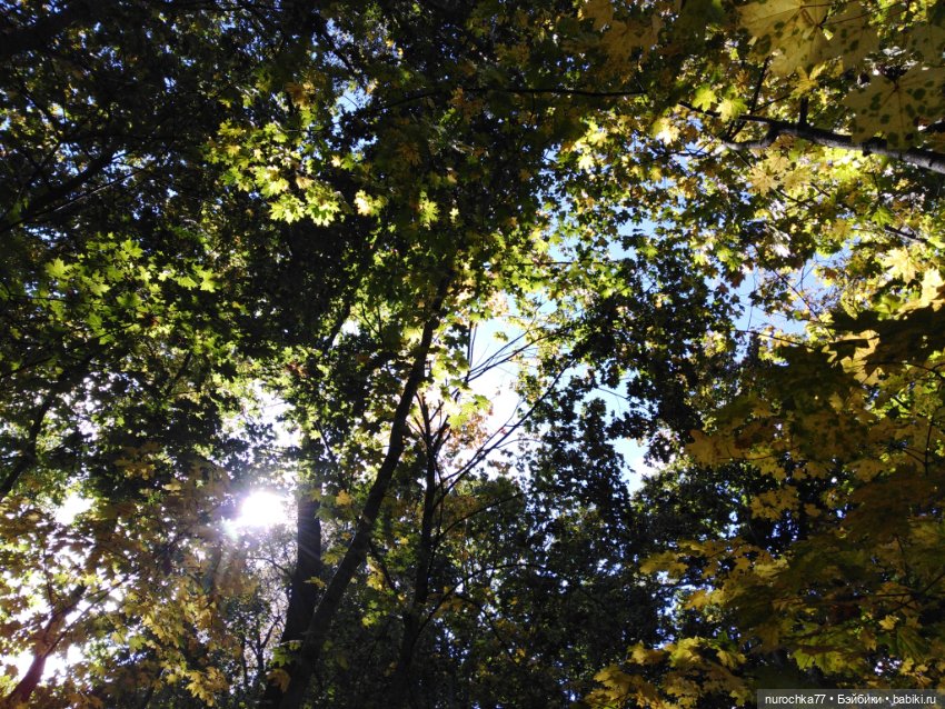 Про Нафочку. Нафочка в осеннем лесу