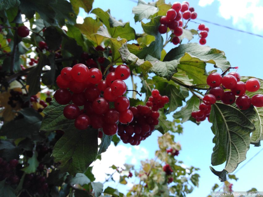 Про Нафочку. Нафочка в осеннем лесу