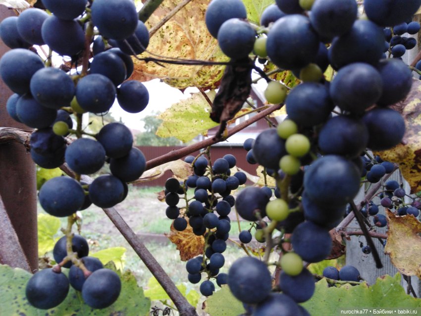 Про Нафочку. Нафочка в осеннем лесу (фото 2)