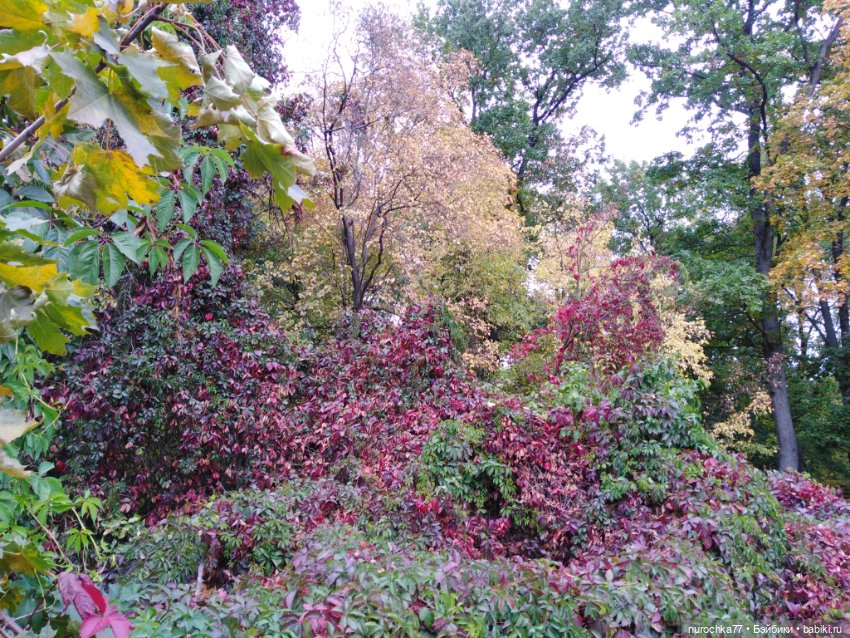 Про Нафочку. Нафочка в осеннем лесу