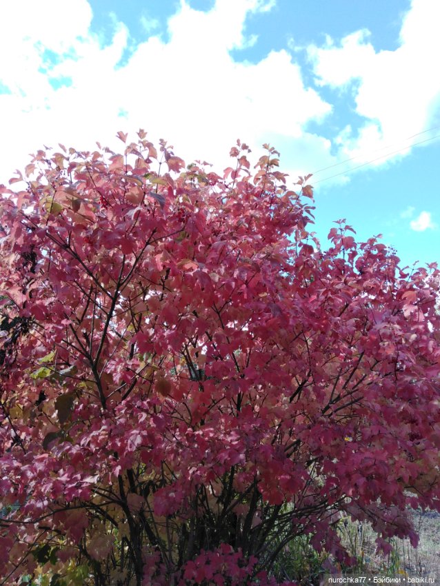 Про Нафочку. Змейка, зайчики, морковь