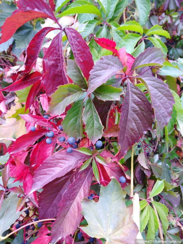 Про Нафочку. Нафочка в осеннем лесу (фото 7)