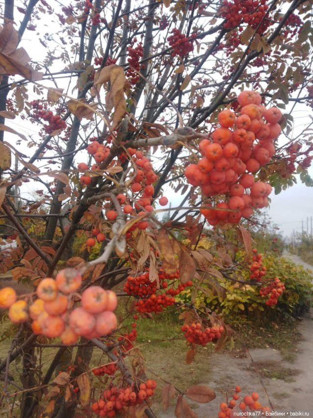 Осень лиса — Куклы Gotz (Готц): Ханна (фото 10)