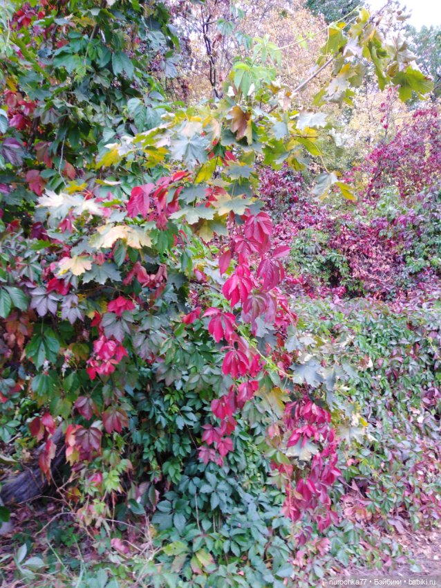 Про Нафочку. Нафочка в осеннем лесу