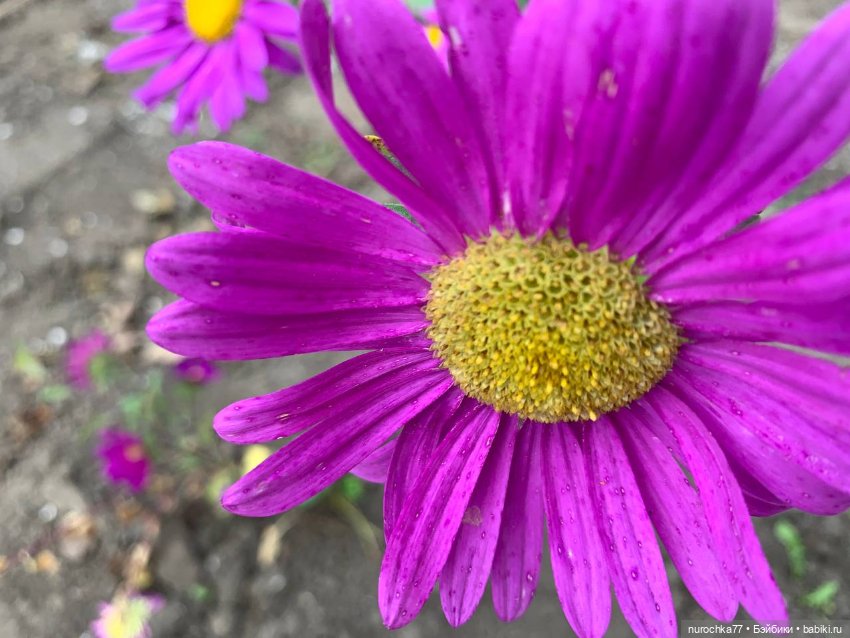 Про Нафочку. Дела огородные