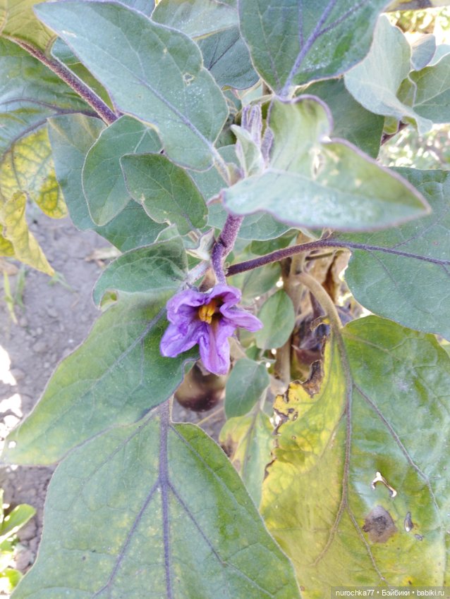 Про Нафочку. Дела огородные (фото 8)