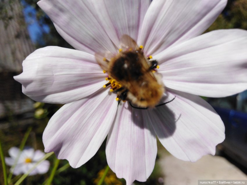 Про Нафочку. Дела огородные