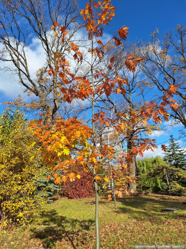 Осенние зарисовки 🍁 — Авторские куклы BJD (БЖД) у нас дома: фото (фото 10)