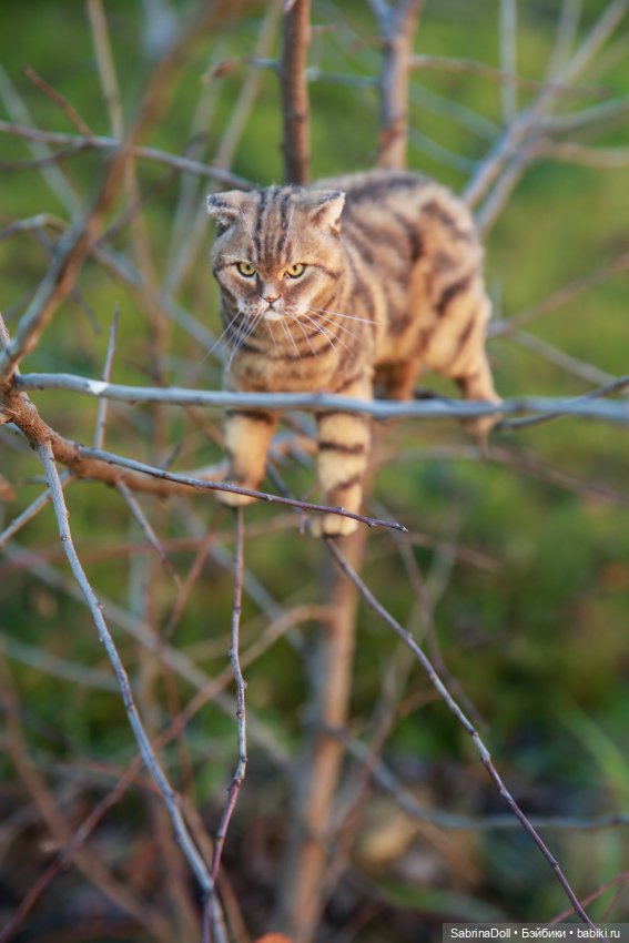 Куроножка и котики — Игрушки в смешанной технике (мех и глина): Арт (фото 3)