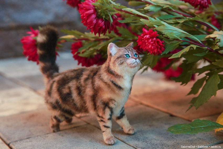 Куроножка и котики — Игрушки в смешанной технике (мех и глина): Арт