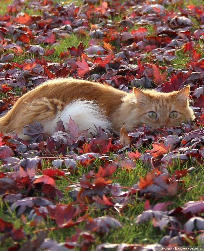 Октябрь - цвет — Сочетание цветов: палитры для одежды и интерьера