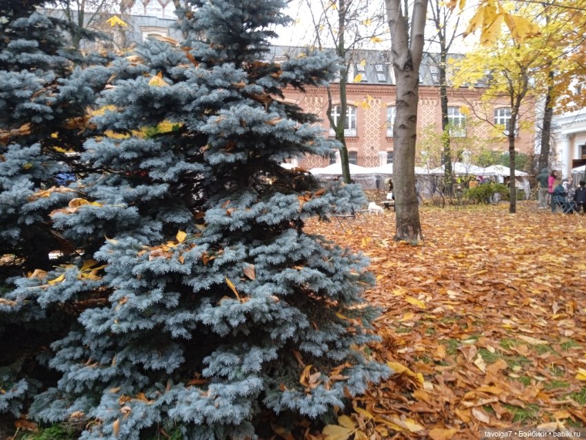 "Лес не примет, не примет город"