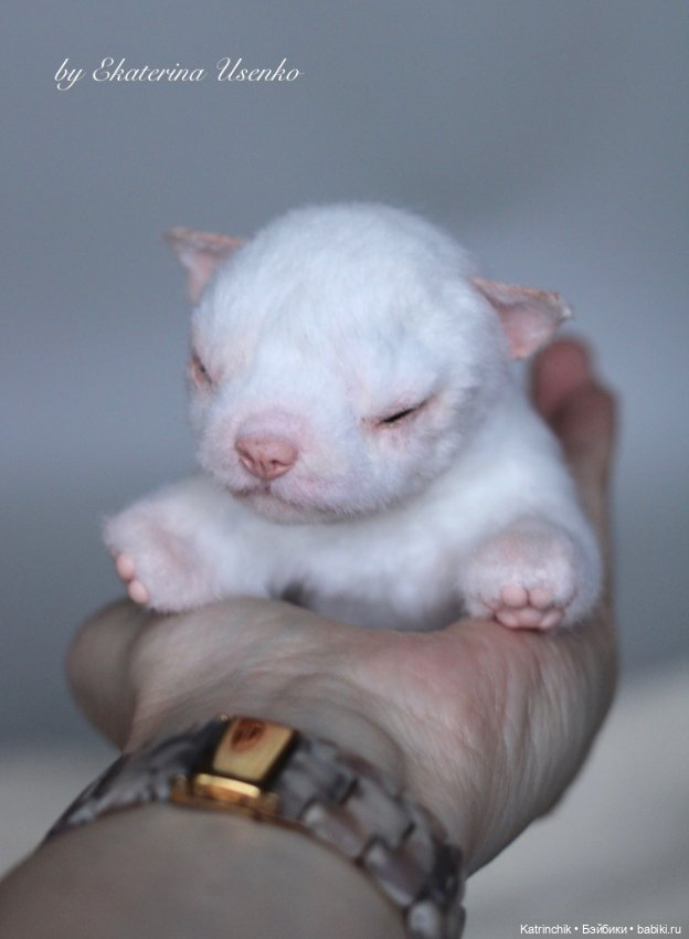 Новорожденный щенок — Авторские игрушки из разных материалов: синельная проволока