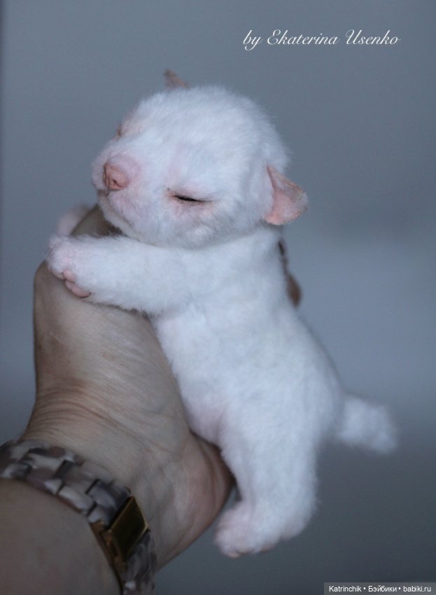 Новорожденный щенок — Авторские игрушки из разных материалов: синельная проволока