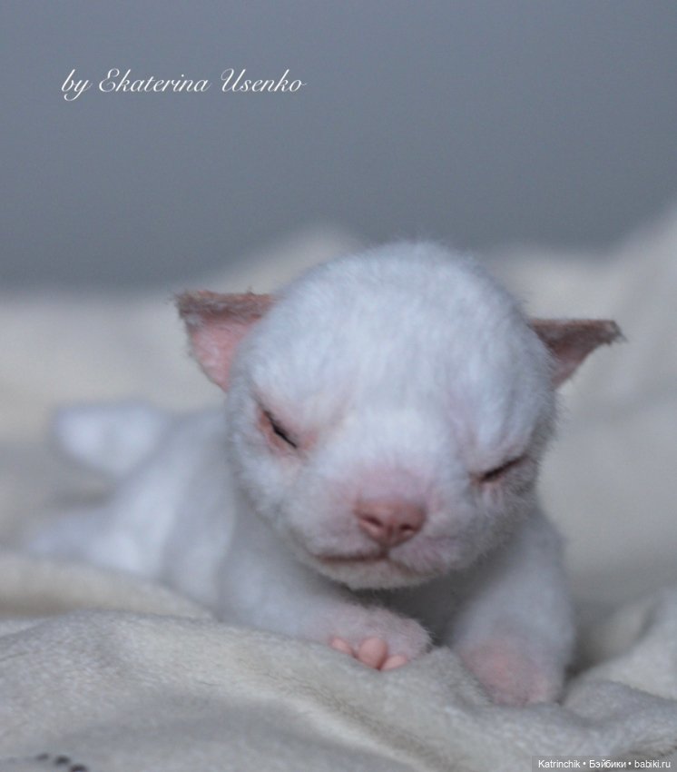 Новорожденный щенок — Авторские игрушки из разных материалов: синельная проволока (фото 10)