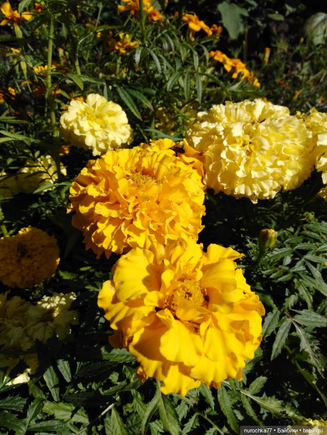 Про Нафочку. За сливками — Гибриды шарнирных кукол (не БЖД): подбор тела