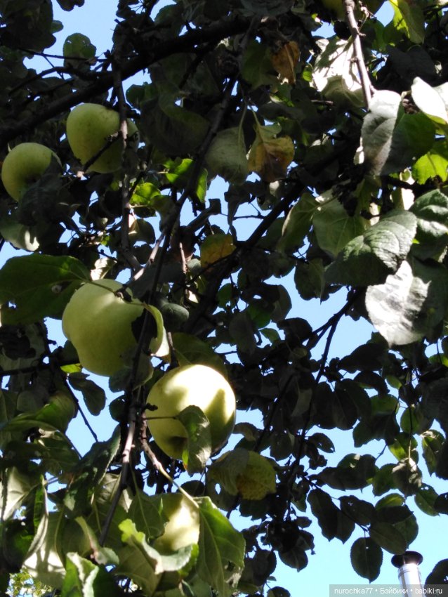 Про Нафочку. За сливками — Гибриды шарнирных кукол (не БЖД): подбор тела (фото 4)