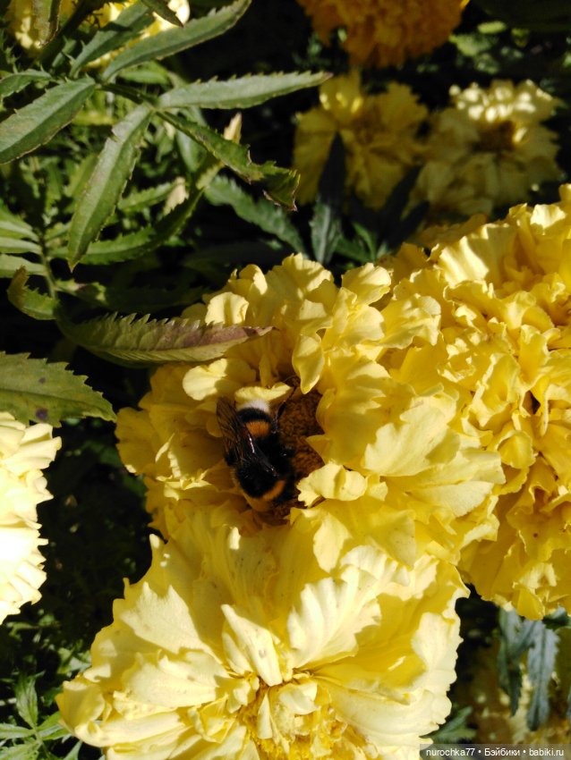 Про Нафочку. За сливками — Гибриды шарнирных кукол (не БЖД): подбор тела