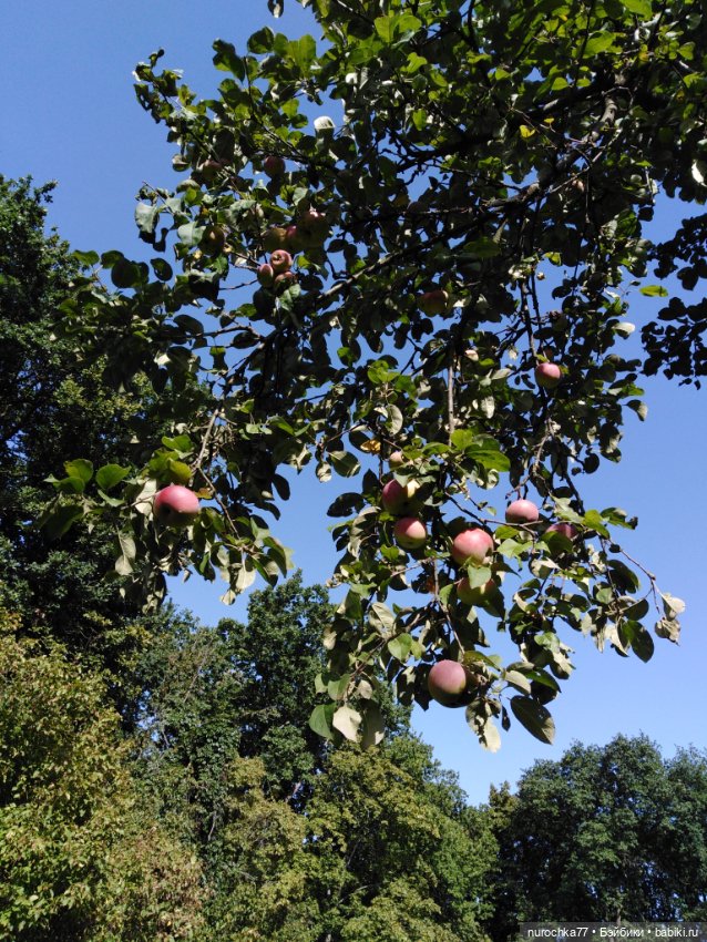 Про Нафочку. За сливками — Гибриды шарнирных кукол (не БЖД): подбор тела (фото 2)