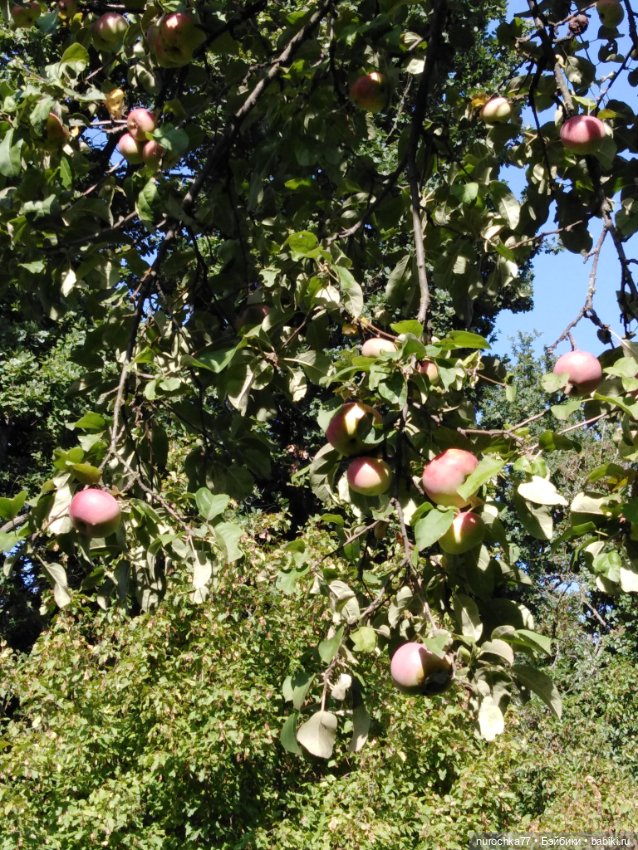 Про Нафочку. За сливками — Гибриды шарнирных кукол (не БЖД): подбор тела (фото 3)