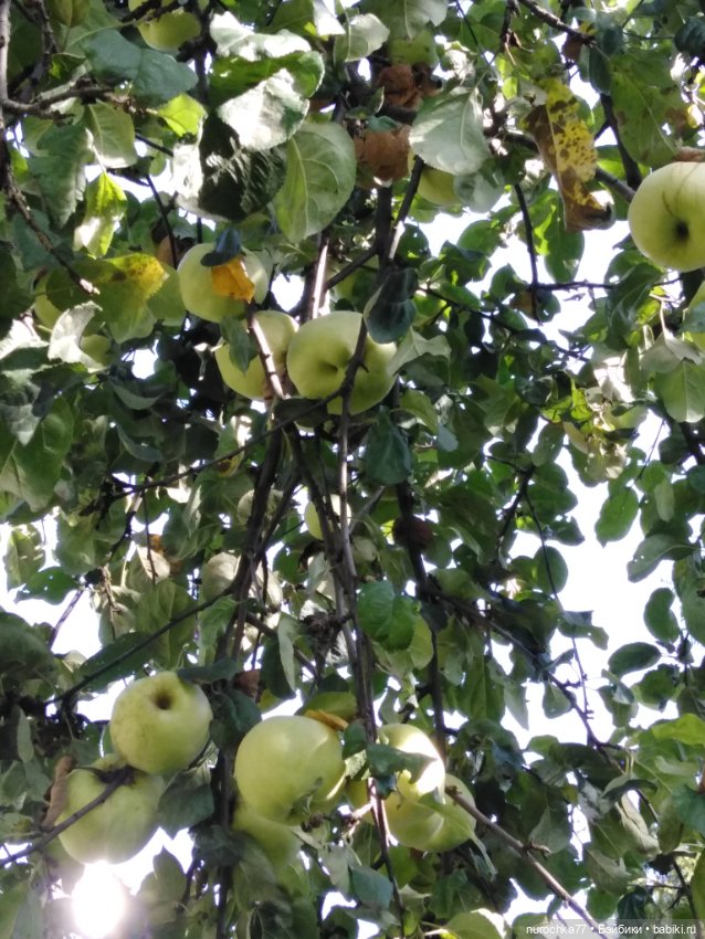 Про Нафочку. За сливками — Гибриды шарнирных кукол (не БЖД): подбор тела