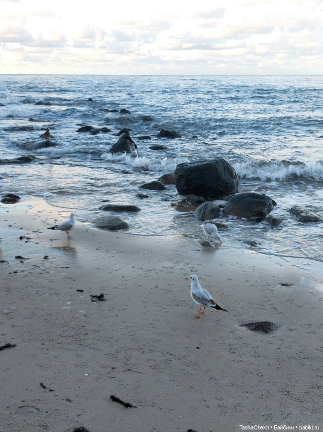 Морские прогулки с новеньким медвежонком (фото 6)