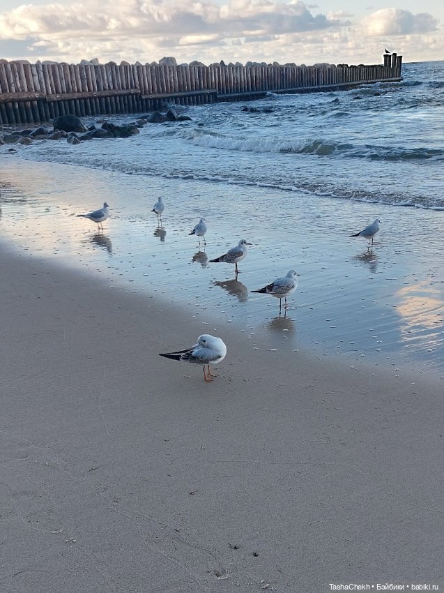 Морские прогулки с новеньким медвежонком (фото 3)
