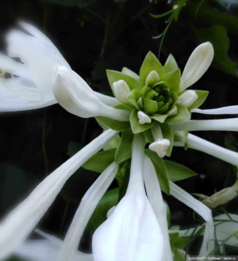 Про Нафочку. За сливками — Гибриды шарнирных кукол (не БЖД): подбор тела