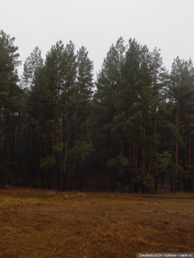 Сходили в лес — Туризм и путешествия: фотоотчеты из поездок