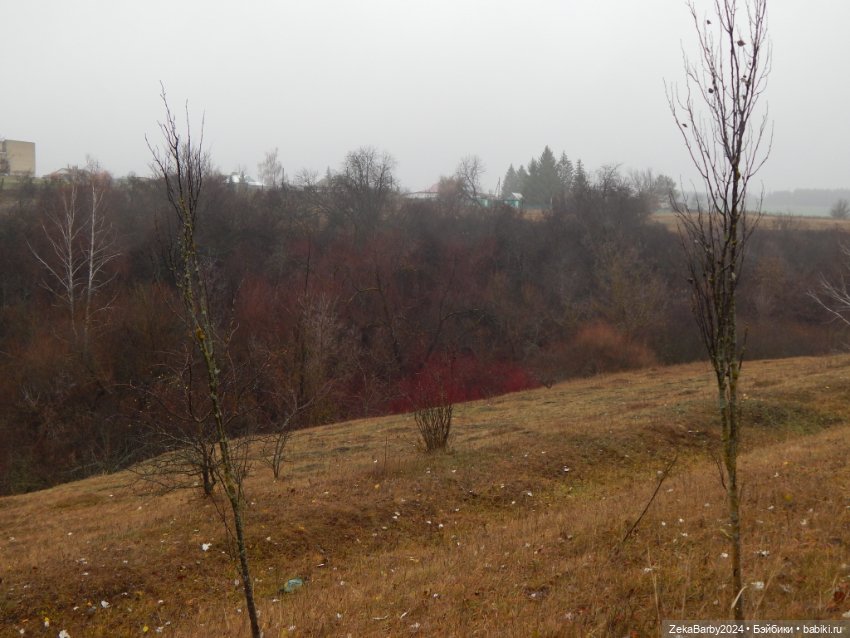 Сходили в лес — Туризм и путешествия: фотоотчеты из поездок