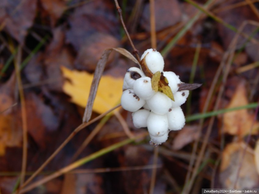 Сходили в лес — Туризм и путешествия: фотоотчеты из поездок