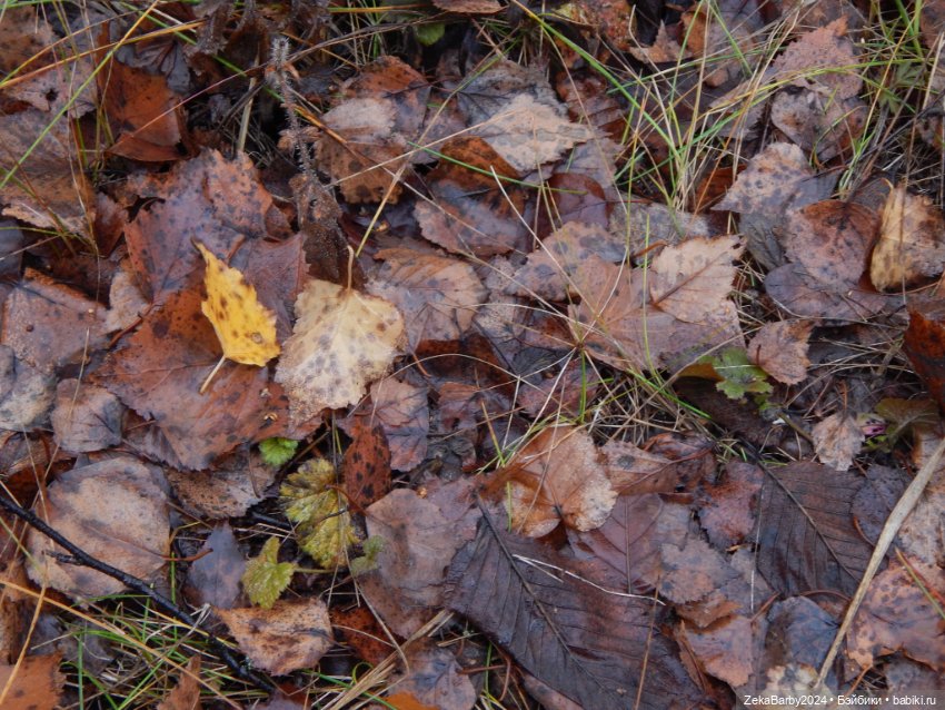 Сходили в лес — Туризм и путешествия: фотоотчеты из поездок