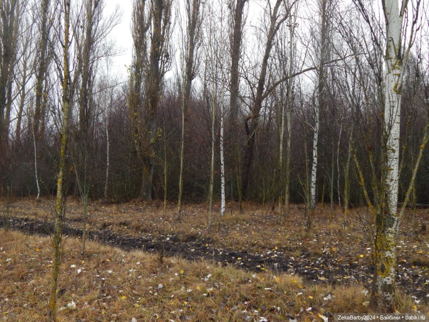 Сходили в лес — Туризм и путешествия: фотоотчеты из поездок