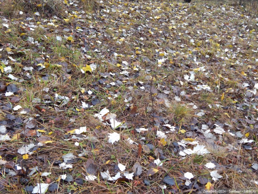 Сходили в лес — Туризм и путешествия: фотоотчеты из поездок (фото 10)