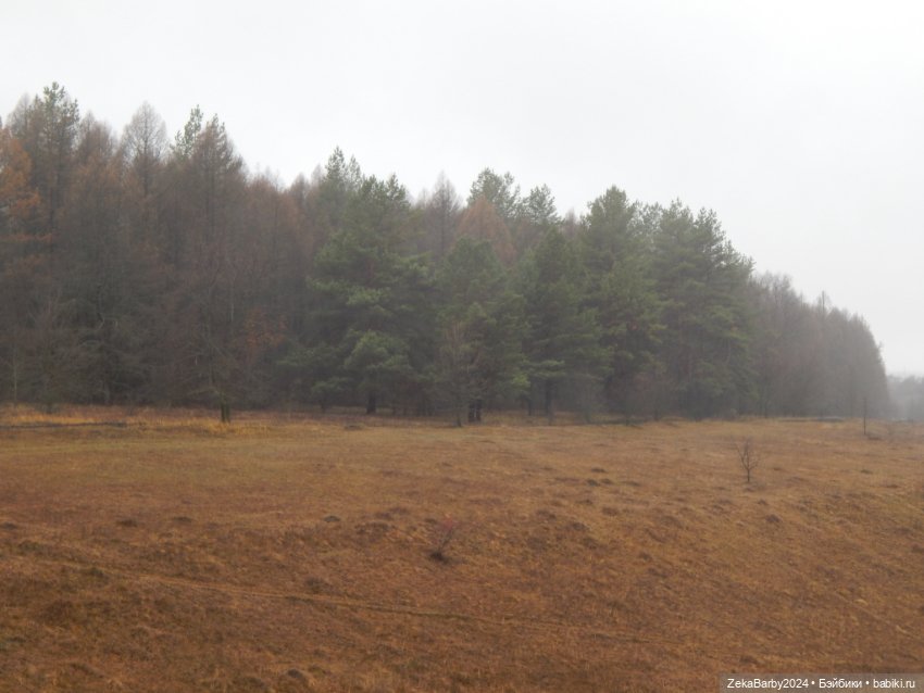 Сходили в лес — Туризм и путешествия: фотоотчеты из поездок
