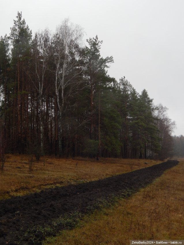 Сходили в лес — Туризм и путешествия: фотоотчеты из поездок