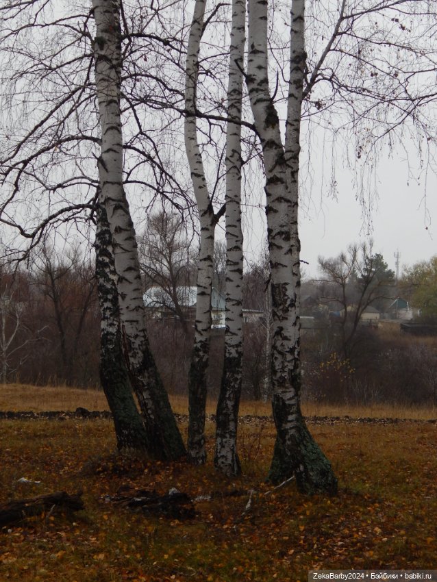 Сходили в лес — Туризм и путешествия: фотоотчеты из поездок