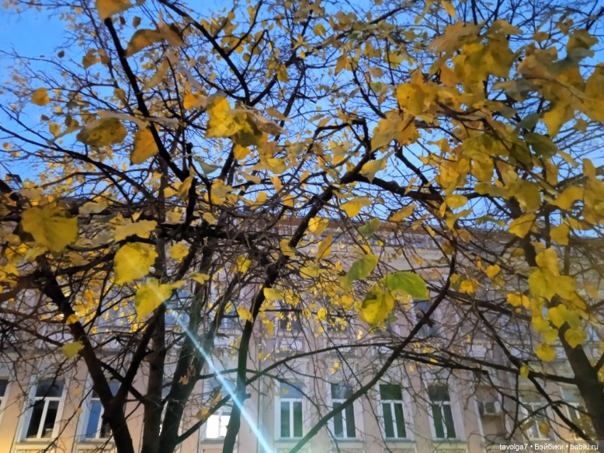 Девочка-Совя на улицах Москвы