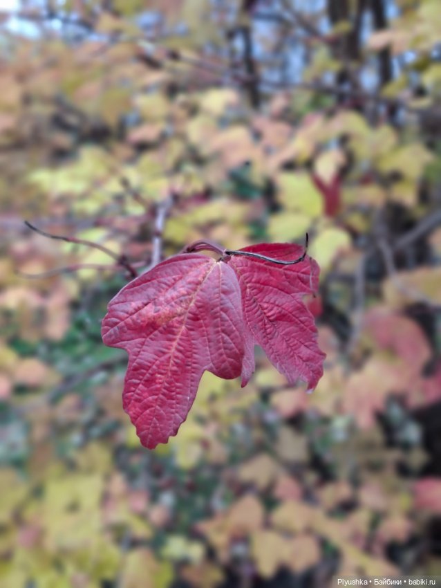 Лёля превращается,.. Лёля превращается,.. в Лёлика! И новая Лёля)