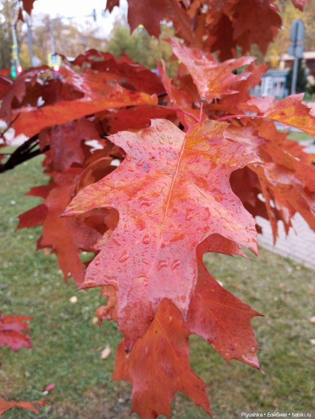 Лёля превращается,.. Лёля превращается,.. в Лёлика! И новая Лёля) (фото 7)