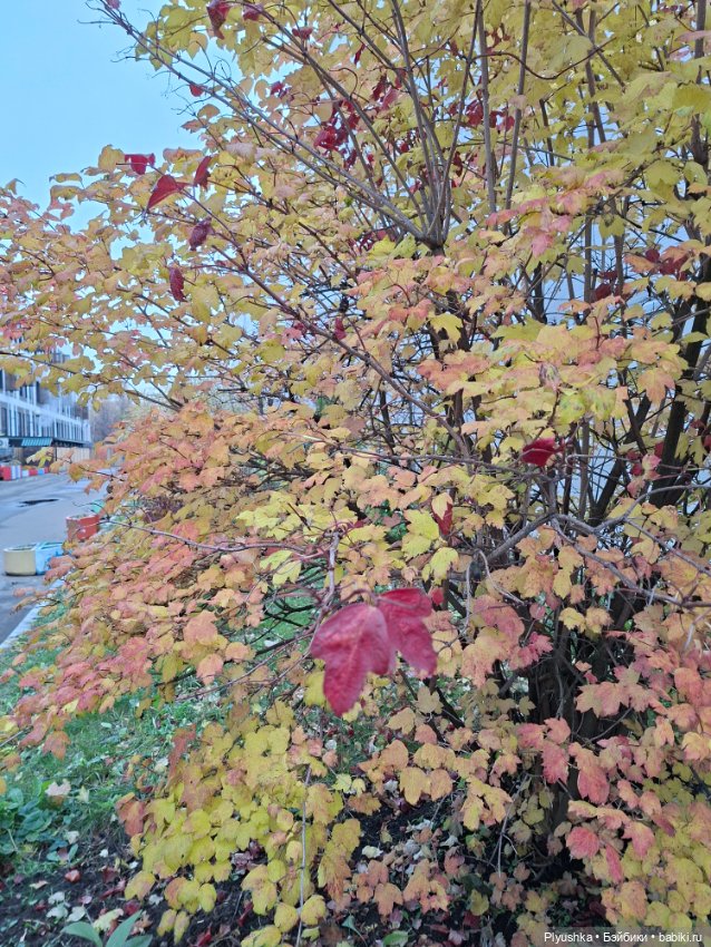 Лёля превращается,.. Лёля превращается,.. в Лёлика! И новая Лёля)