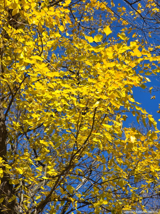 Заноябрило 2025 — Коллекционные игрушки и фигурки: Lego