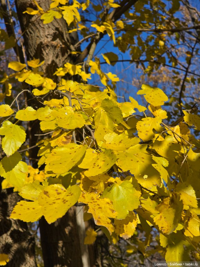 Заноябрило 2025 — Коллекционные игрушки и фигурки: Lego