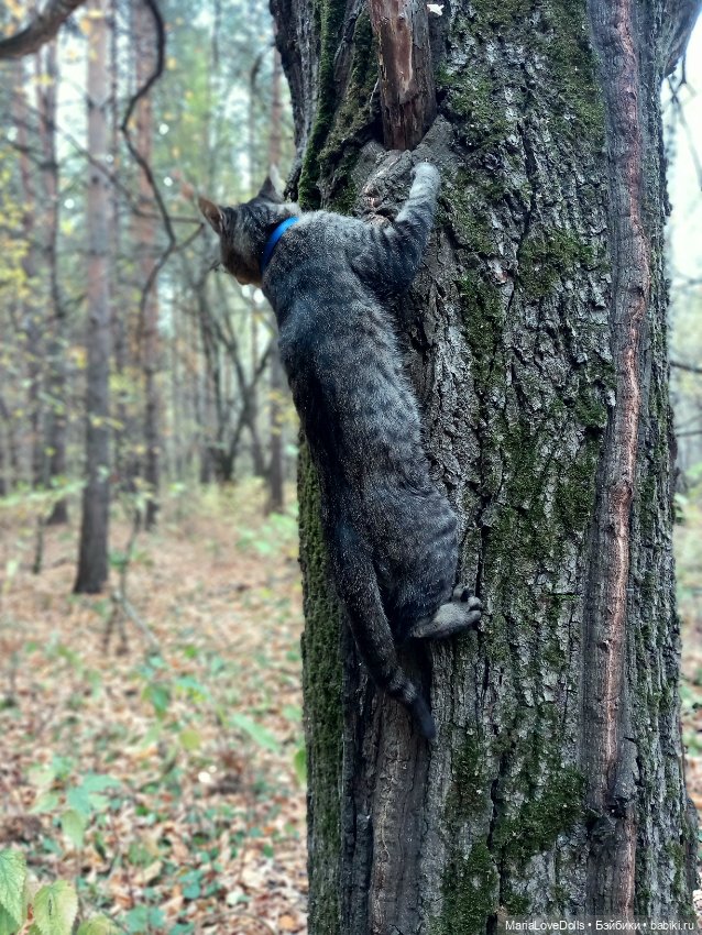 Ловим за хвост уходящую осень (фото 9)