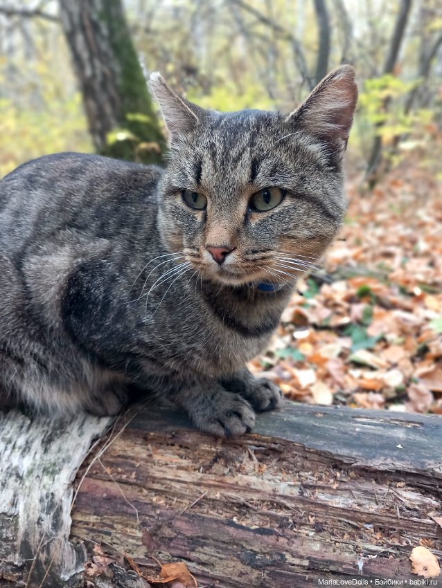 Ловим за хвост уходящую осень (фото 8)